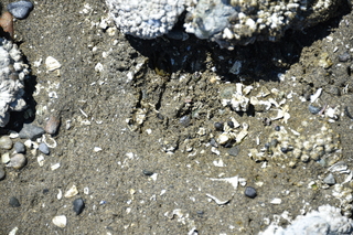 Filename=DSC_1808.JPG
Filesize=21878KiB
Dimensions=7360x4912
Date added=Jul 12, 2020 DSC_1808.JPG