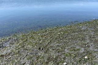 Filename=DSC_1809.JPG
Filesize=26563KiB
Dimensions=7360x4912
Date added=Jul 12, 2020 DSC_1809.JPG