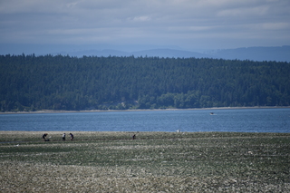 Filename=DSC_1820.JPG
Filesize=18076KiB
Dimensions=7360x4912
Date added=Jul 12, 2020 DSC_1820.JPG