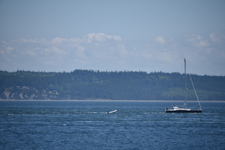 Filename=DSC_1841.JPG
Filesize=15516KiB
Dimensions=7360x4912
Date added=Jul 12, 2020 DSC_1841.JPG