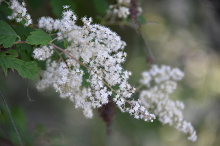 Filename=DSC_1877.JPG
Filesize=16744KiB
Dimensions=7360x4912
Date added=Jul 12, 2020 DSC_1877.JPG