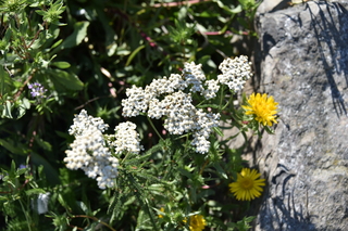 Filename=DSC_1918.JPG
Filesize=17058KiB
Dimensions=7360x4912
Date added=Jul 12, 2020 DSC_1918.JPG