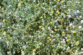 Filename=DSC_1937.JPG
Filesize=25034KiB
Dimensions=7360x4912
Date added=Jul 12, 2020 DSC_1937.JPG