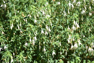 Filename=DSC_2029.JPG
Filesize=18236KiB
Dimensions=7360x4912
Date added=Aug 02, 2020 DSC_2029.JPG