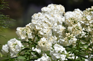 Filename=DSC_2030.JPG
Filesize=16692KiB
Dimensions=7360x4912
Date added=Aug 02, 2020 DSC_2030.JPG