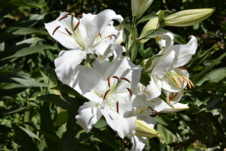 Filename=DSC_2033.JPG
Filesize=16314KiB
Dimensions=7360x4912
Date added=Aug 02, 2020 DSC_2033.JPG