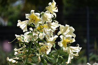 Filename=DSC_2035.JPG
Filesize=15177KiB
Dimensions=7360x4912
Date added=Aug 02, 2020 DSC_2035.JPG