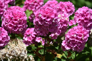 Filename=DSC_2039.JPG
Filesize=16529KiB
Dimensions=7360x4912
Date added=Aug 02, 2020 DSC_2039.JPG