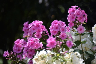 Filename=DSC_2042.JPG
Filesize=15455KiB
Dimensions=7360x4912
Date added=Aug 02, 2020 DSC_2042.JPG