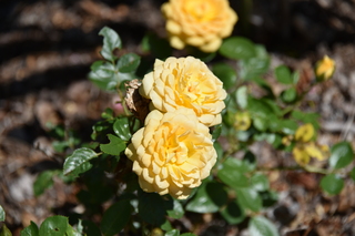 Filename=DSC_2049.JPG
Filesize=15147KiB
Dimensions=7360x4912
Date added=Aug 02, 2020 DSC_2049.JPG