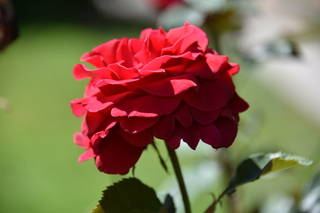 Filename=DSC_2050.JPG
Filesize=14008KiB
Dimensions=7360x4912
Date added=Aug 02, 2020 DSC_2050.JPG