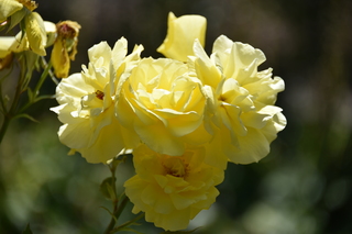 Filename=DSC_2053.JPG
Filesize=14455KiB
Dimensions=7360x4912
Date added=Aug 02, 2020 DSC_2053.JPG