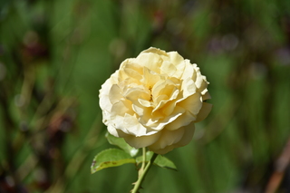 Filename=DSC_2054.JPG
Filesize=14899KiB
Dimensions=7360x4912
Date added=Aug 02, 2020 DSC_2054.JPG