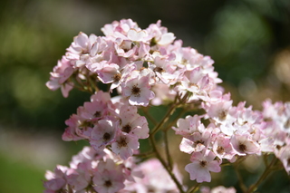 Filename=DSC_2055.JPG
Filesize=14690KiB
Dimensions=7360x4912
Date added=Aug 02, 2020 DSC_2055.JPG