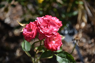 Filename=DSC_2058.JPG
Filesize=15014KiB
Dimensions=7360x4912
Date added=Aug 02, 2020 DSC_2058.JPG