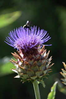 Filename=DSC_2065.JPG
Filesize=12934KiB
Dimensions=4912x7360
Date added=Aug 02, 2020 DSC_2065.JPG