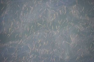 Filename=DSC_2086.JPG
Filesize=15414KiB
Dimensions=7360x4912
Date added=Aug 02, 2020 DSC_2086.JPG