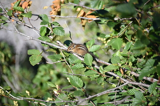 Filename=DSC_2477.JPG
Filesize=18528KiB
Dimensions=7360x4912
Date added=Aug 23, 2020 DSC_2477.JPG