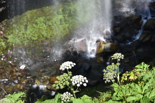 Filename=DSC_2522.JPG
Filesize=17346KiB
Dimensions=7360x4912
Date added=Aug 23, 2020 DSC_2522.JPG