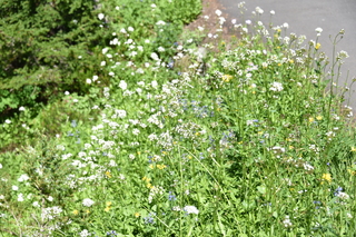 Filename=DSC_2530.JPG
Filesize=20563KiB
Dimensions=7360x4912
Date added=Aug 23, 2020 DSC_2530.JPG