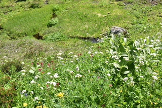 Filename=DSC_2531.JPG
Filesize=28199KiB
Dimensions=7360x4912
Date added=Aug 23, 2020 DSC_2531.JPG