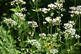 Filename=DSC_2542.JPG
Filesize=16621KiB
Dimensions=7360x4912
Date added=Aug 23, 2020 DSC_2542.JPG