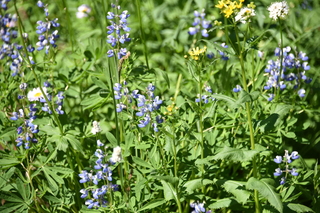 Filename=DSC_2543.JPG
Filesize=18022KiB
Dimensions=7360x4912
Date added=Aug 23, 2020 DSC_2543.JPG