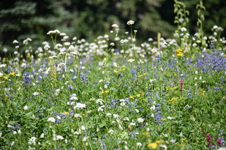 Filename=DSC_2546.JPG
Filesize=19389KiB
Dimensions=7360x4912
Date added=Aug 23, 2020 DSC_2546.JPG