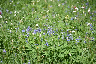 Filename=DSC_2547.JPG
Filesize=19185KiB
Dimensions=7360x4912
Date added=Aug 23, 2020 DSC_2547.JPG