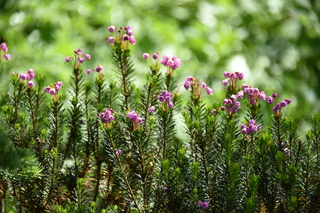 Filename=DSC_2595.JPG
Filesize=18548KiB
Dimensions=7360x4912
Date added=Aug 23, 2020 DSC_2595.JPG