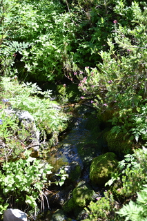 Filename=DSC_2598.JPG
Filesize=20829KiB
Dimensions=4912x7360
Date added=Aug 23, 2020 DSC_2598.JPG