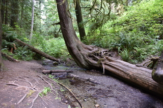 Filename=DSC_2645.JPG
Filesize=23956KiB
Dimensions=7360x4912
Date added=Sep 02, 2020 DSC_2645.JPG