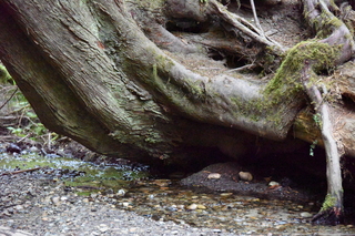 Filename=DSC_2648.JPG
Filesize=23279KiB
Dimensions=7360x4912
Date added=Sep 02, 2020 DSC_2648.JPG