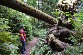 Filename=DSC_2652.JPG
Filesize=21095KiB
Dimensions=7360x4912
Date added=Sep 02, 2020 DSC_2652.JPG