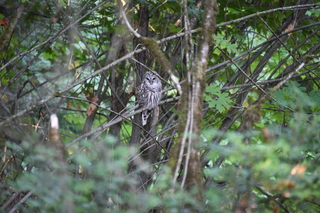 Filename=DSC_2661.JPG
Filesize=20376KiB
Dimensions=7360x4912
Date added=Sep 08, 2020 DSC_2661.JPG