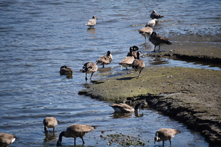 Filename=DSC_2686.JPG
Filesize=18672KiB
Dimensions=7360x4912
Date added=Sep 08, 2020 DSC_2686.JPG