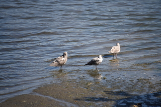 Filename=DSC_2694.JPG
Filesize=18463KiB
Dimensions=7360x4912
Date added=Sep 08, 2020 DSC_2694.JPG