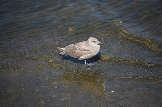 Filename=DSC_2695.JPG
Filesize=17705KiB
Dimensions=7360x4912
Date added=Sep 08, 2020 DSC_2695.JPG