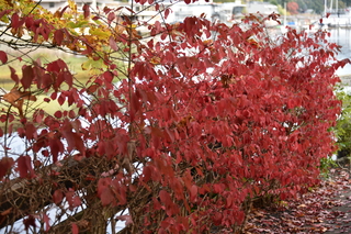 Filename=DSC_2734.JPG
Filesize=19510KiB
Dimensions=7360x4912
Date added=Oct 25, 2020 DSC_2734.JPG