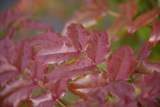 Filename=DSC_2736.JPG
Filesize=15163KiB
Dimensions=7360x4912
Date added=Oct 25, 2020 DSC_2736.JPG