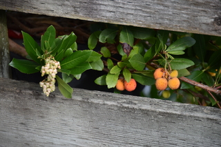 Filename=DSC_2738.JPG
Filesize=18167KiB
Dimensions=7360x4912
Date added=Oct 25, 2020 DSC_2738.JPG