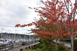 Filename=DSC_2739.JPG
Filesize=21805KiB
Dimensions=7360x4912
Date added=Oct 25, 2020 DSC_2739.JPG