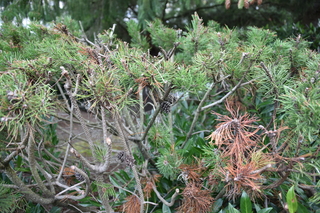 Filename=DSC_2744.JPG
Filesize=21565KiB
Dimensions=7360x4912
Date added=Oct 25, 2020 DSC_2744.JPG