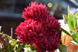 Filename=DSC_2758.JPG
Filesize=15374KiB
Dimensions=7360x4912
Date added=Oct 25, 2020 DSC_2758.JPG