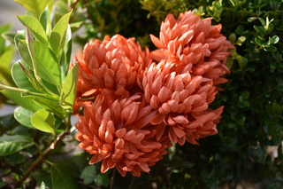 Filename=DSC_2759.JPG
Filesize=16037KiB
Dimensions=7360x4912
Date added=Oct 25, 2020 DSC_2759.JPG