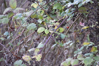 Filename=DSC_2785.JPG
Filesize=18433KiB
Dimensions=7360x4912
Date added=Oct 25, 2020 DSC_2785.JPG