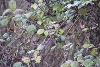 Filename=DSC_2786.JPG
Filesize=18411KiB
Dimensions=7360x4912
Date added=Oct 25, 2020 DSC_2786.JPG