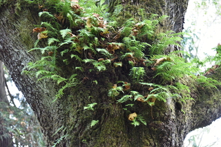 Filename=DSC_2791.JPG
Filesize=21825KiB
Dimensions=7360x4912
Date added=Oct 25, 2020 DSC_2791.JPG