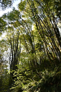 Filename=DSC_2794.JPG
Filesize=25046KiB
Dimensions=4912x7360
Date added=Oct 25, 2020 DSC_2794.JPG