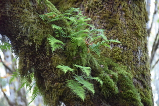 Filename=DSC_2800.JPG
Filesize=21201KiB
Dimensions=7360x4912
Date added=Oct 25, 2020 DSC_2800.JPG